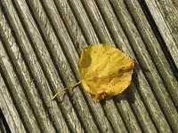 069.webp