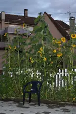 Sonnenblumen 10.09.13.webp