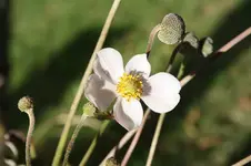 Herbstanemone 10.09.13.webp