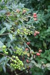 Ligusterhecke und Hagebutten 10.09.13.jpg