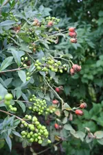 Ligusterhecke und Hagebutten 10.09.13.webp