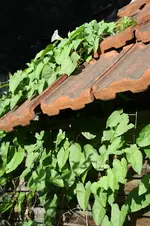 Zaunwinden am alten Gartenhaus 10.09.13.webp