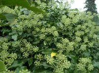 SAM_1605.webp