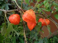 SAM_1607.webp
