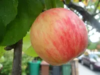 SAM_1609.webp