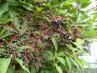 SAM_1612.webp