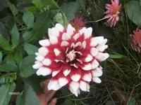 k-HPIM0031.webp