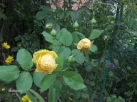 k-HPIM0033.webp