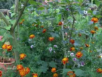 k-HPIM0036.webp