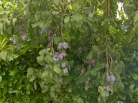 k-HPIM0037.webp