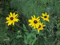 k-HPIM0039.webp
