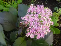 P1090614.webp