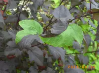 sept06 005.webp