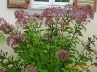 sept06 004.webp