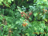 sept06 009.webp