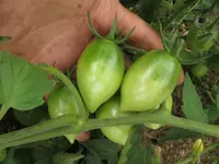 tomate0.webp