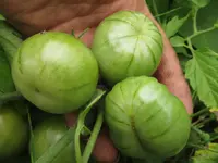 tomate1.webp