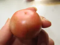 tomate3.webp