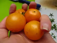 tomate4.webp
