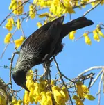 Copy of IMG_6830v.webp