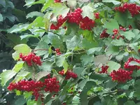 082.webp