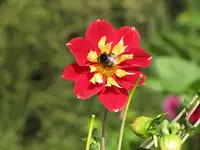 038.webp