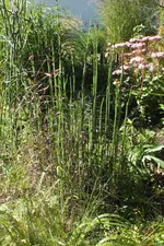 2013_0909Sommer0013 equisetum hymale.webp