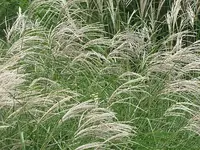 085.webp