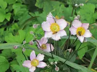 043.webp