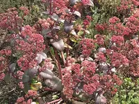 030.webp