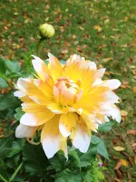 image.webp