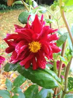 image.webp