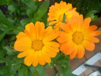 SAM_1618.webp
