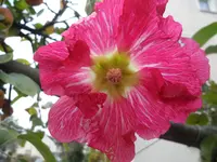 SAM_1611.webp