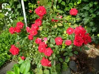 SAM_1621.webp