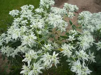 SAM_1578.webp