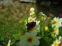 SAM_1554.webp