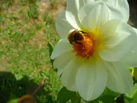 SAM_1555.webp