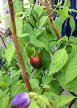 Rocoto Rojo.webp