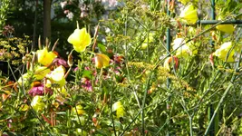 DSCN5506.webp