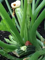 Schneckenzucchini.webp