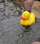 Ente.jpg