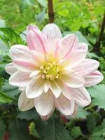 image.webp
