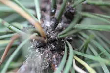 kieferbaum 006.webp