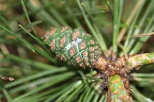 kieferbaum 003.webp