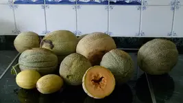 Melonen 2013.webp