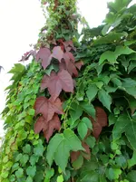 CIMG5579.webp