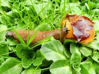 Schnecke_6001.JPG