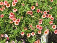 Bilda 0162.webp