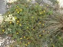 SAM_1598.webp